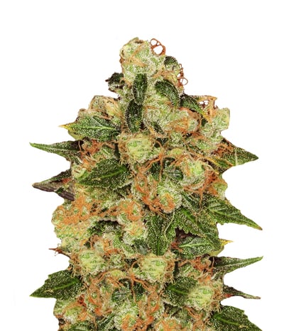 CBD Caramel Regular