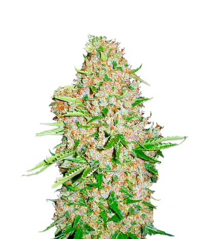 Skunk Special