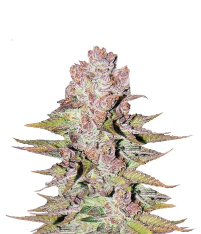 Blueberry Cheesecake