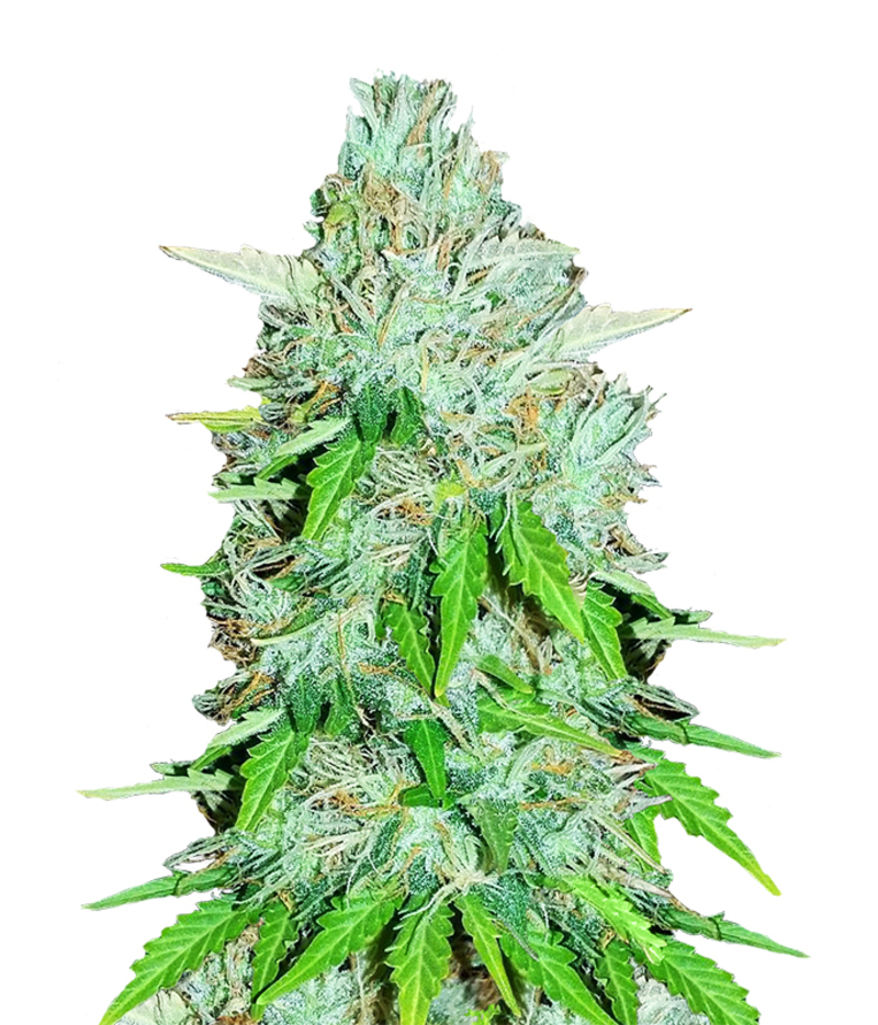 Pyramid Seeds | Super Og Kush Seeds | Green Parrot