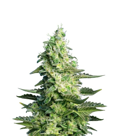Green Poison XL Auto