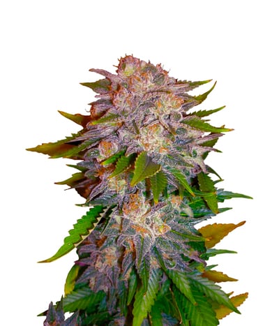 CARAMELO REGULAR