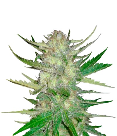 Sugar Black Rose AUTO