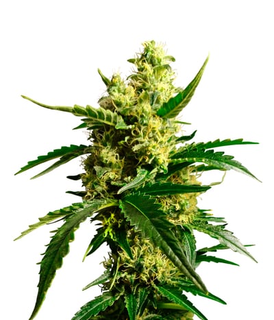 Blue Berry