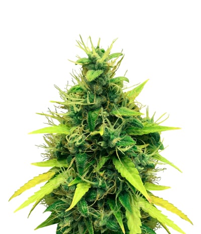 Dutch Blue Automatic