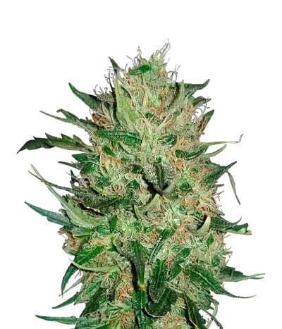 Sweet 'n Sour Outdoor