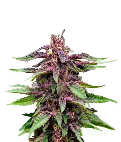 Gold Rush Outdoor