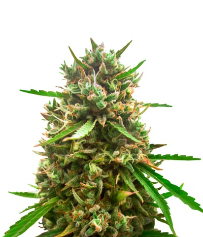 Spliff Cheese Automatic