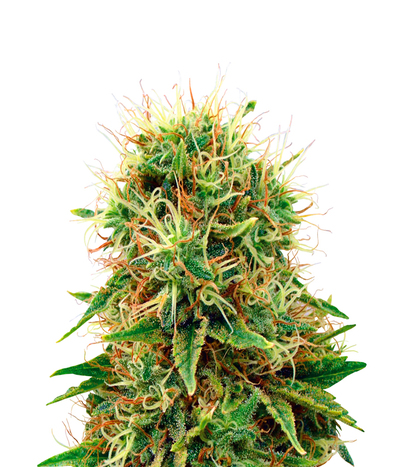 CBD Medi Kush