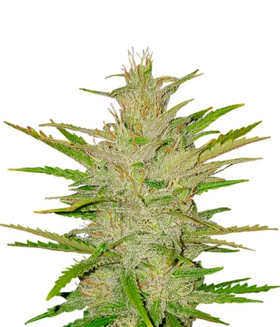 Spliff's Strawberry