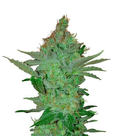 Gold Bar Kush
