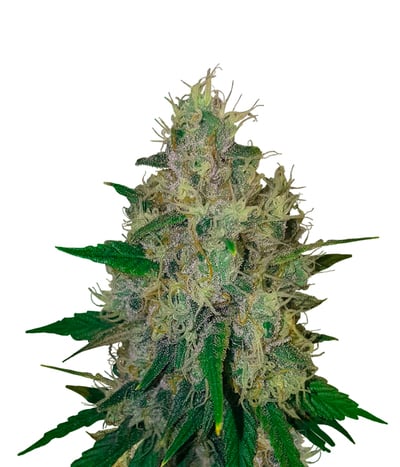 Purple Berry Kush
