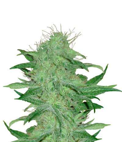 Afghani Gold