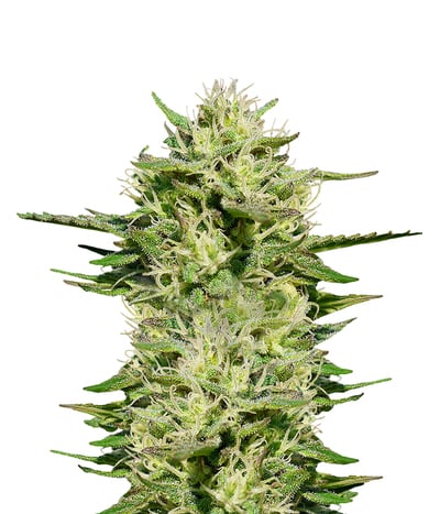 Medical Kush Automatic