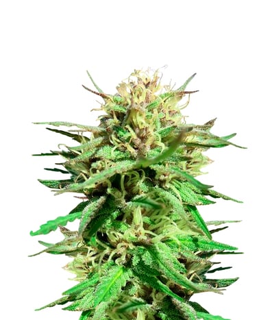Fast Bud Outdoor