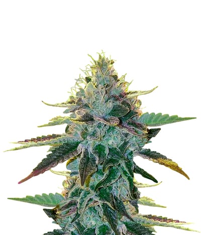 Sour Kosher