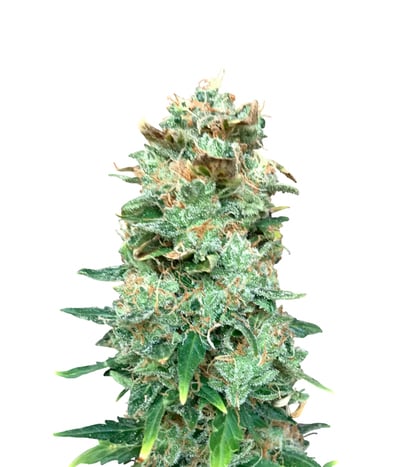 White Widow Auto CBD