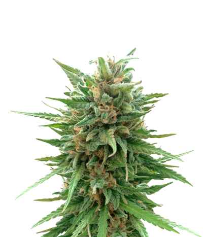 Marmalate Regular