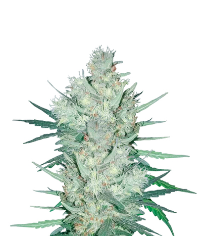 MARMALATE EARLY VERSION