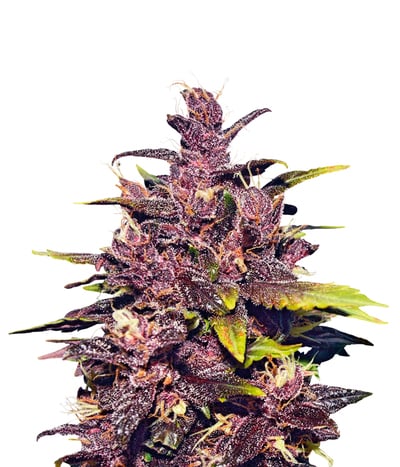 Auto Dark Purple