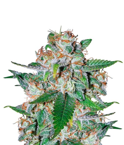 Northern Light Blue Auto