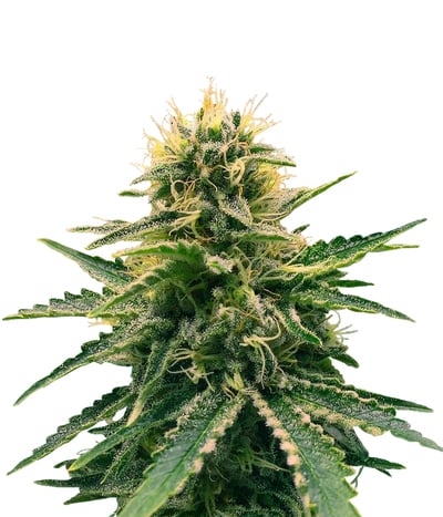 Auto El Fuego
