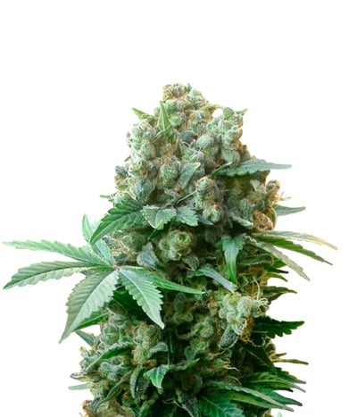 White Widow