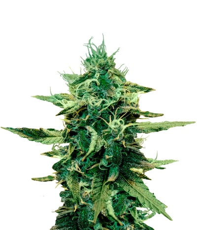 Masterkush