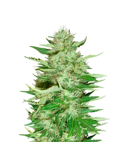 Skunk #1