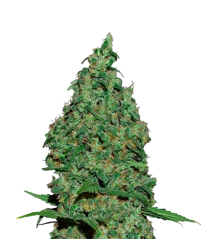 White Widow X The Ultimate
