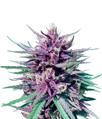 Purple #1