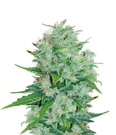 OutLaw Amnesia