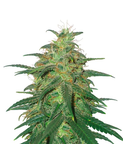 Skunk #11