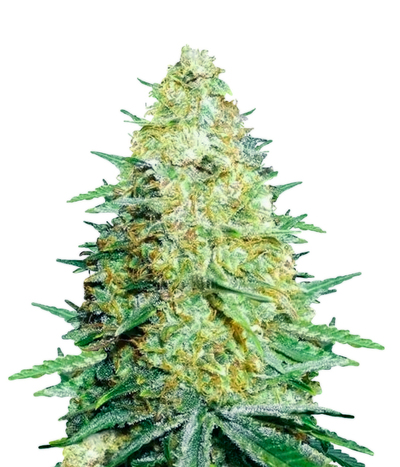 Lemon Zkittle