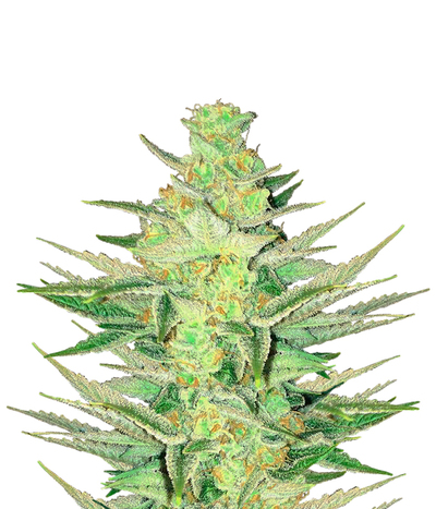 Tangie (FEM)