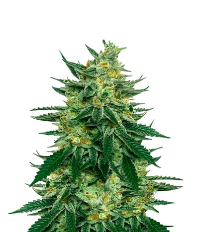 Tangie