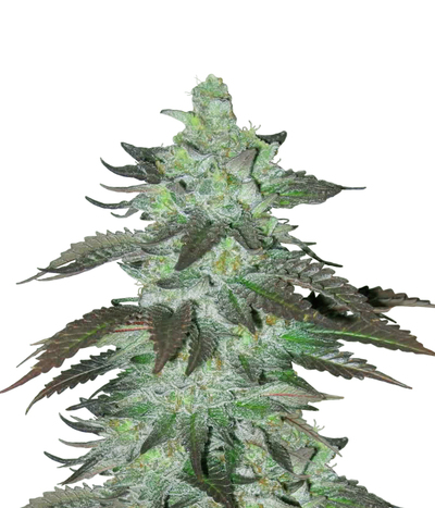 Sharksbreath