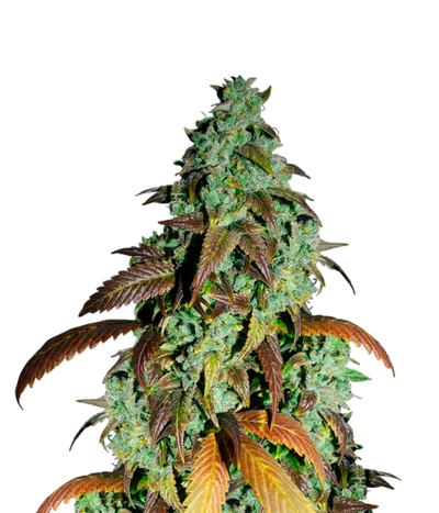 Kandy Kush
