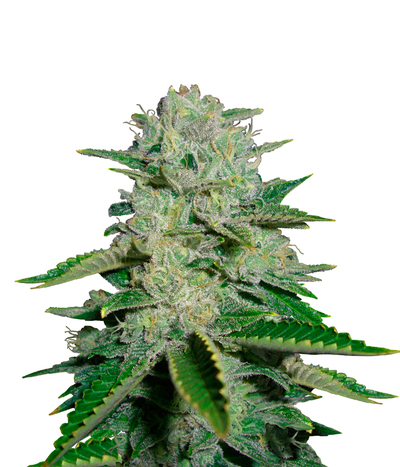 Sour Kush
