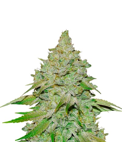 Strawberry Banana