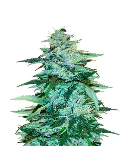 Double Alien 18