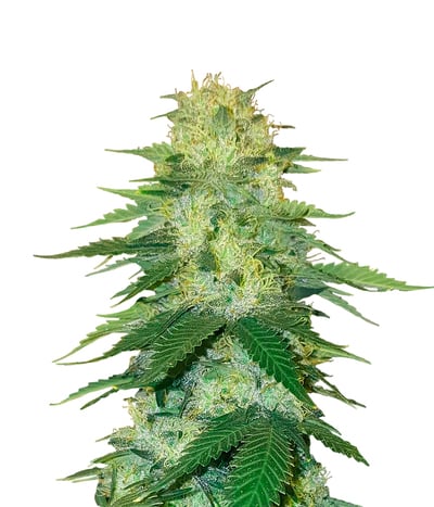 White Alien