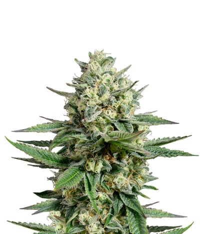 OG Kush CBD