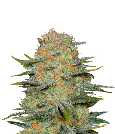 Mechero Clipper Dinafem - Compra Mechero Clipper Dinafem de Dinafem Seeds -  LaMota GrowShop