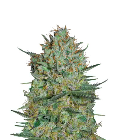 White Widow Xxl Autoflowering