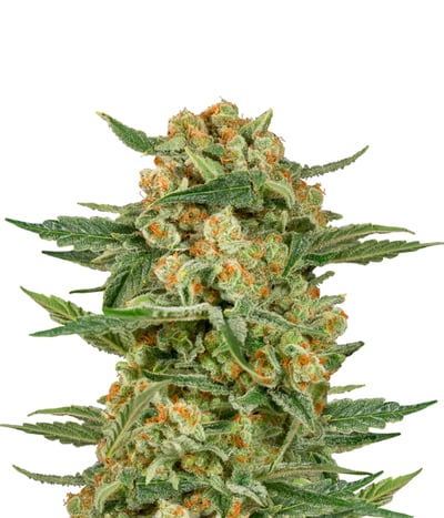 Critical Cheese Autoflowering
