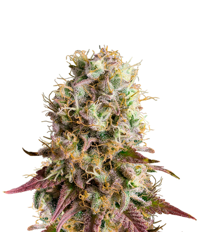 Strawberry Amnesia