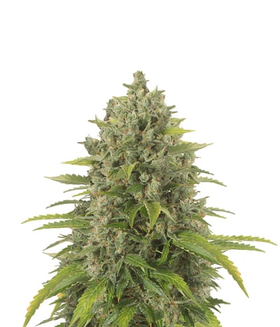 Mechero Clipper Dinafem - Compra Mechero Clipper Dinafem de Dinafem Seeds -  LaMota GrowShop