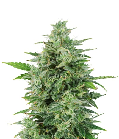 OG Kush Autoflowering