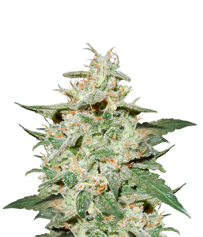 Haze Autoflowering CBD